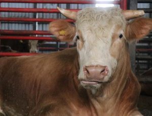 1,5 tonluk dev tosun! İstenilen ücret dikkat çekti