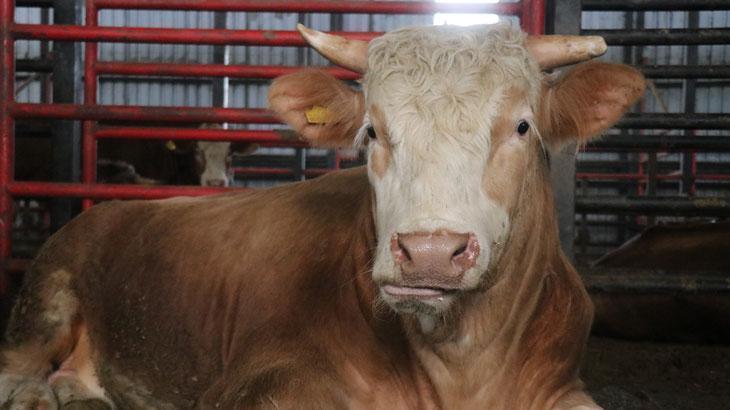 1,5 tonluk dev tosun! İstenilen ücret dikkat çekti