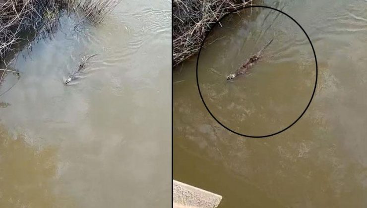 Dere kenarında vatandaşlar fark etti! Suda hareket etti, sonra gözden kayboldu