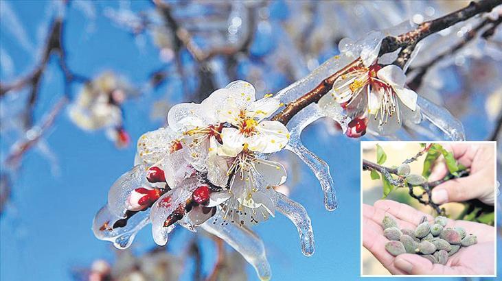 Doğru önlemlerle zirai donu engelle!