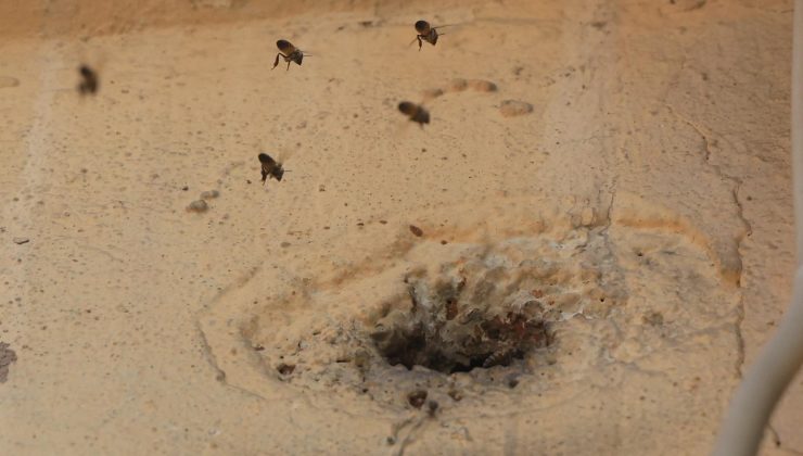 Duvar deliğinden çıktılar, mahalleyi sardılar! Çocukların attığı taşlar arıları kızdırdı