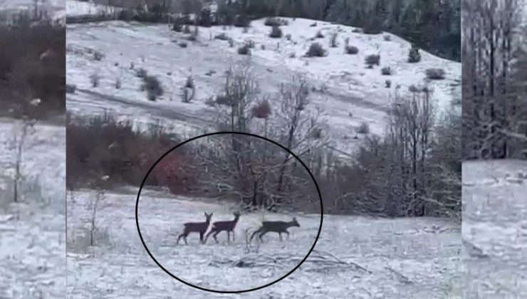 Kar altında görüntülendi! Nadir misafirler heyecan yarattı