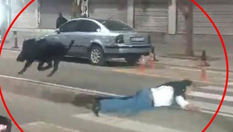 Kent merkezinde domuz saldırısı! 3 kişiyi hastanelik etti, valilikten açıklama geldi