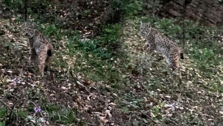 Kimse beklemiyordu ama gözlerini dört açtılar! Dağ yolunda karşılarına çıktı