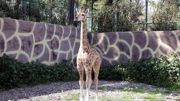 Türkiye'de doğan ilk zürafa yavrusunun ismi anketle belli olacak