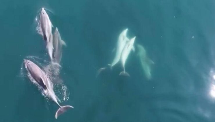 Yer: Bartın! Sahildeki vatandaşlar şaşkına döndü: Öğle saatinde kıyıya kadar geldiler