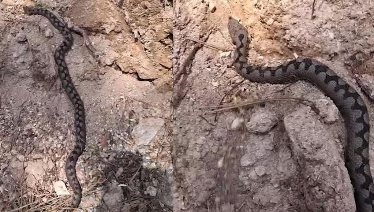 Zehriyle biliniyor! Kentte büyük panik yarattı: Gözlerine inanamadık