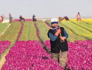 Kırsal Kalkınma Yatırım Programı’nda son başvuru tarihi 12 Haziran