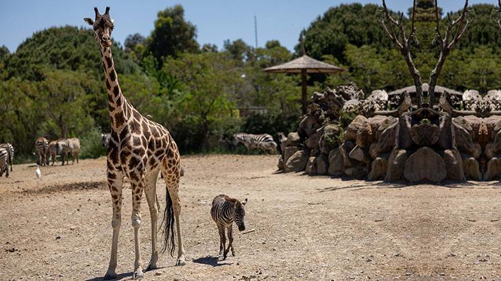 Yavru zebra 'Gözde’ye zürafalar sahip çıktı