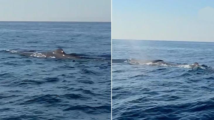 Alanya açıklarında balina görüntülendi! İşte yaşananlar…