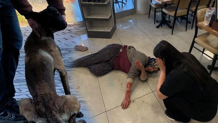 Dinlenme tesisinde can pazarı! Başıboş köpek kadının kolunu kopardı