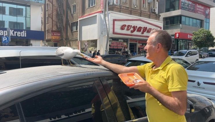 Gebze'de esnafın beslediği martı 'Pamuk' mahallenin maskotu oldu! Her gün aynı saatte geliyor
