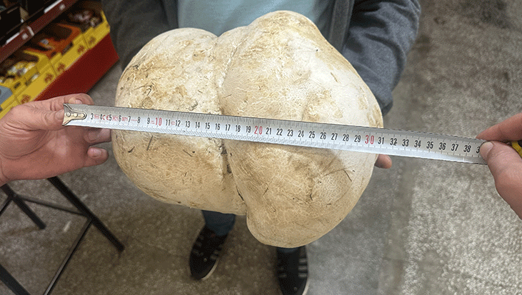 Isparta'da bahçesini temizlerken buldu! Tam 3 kilo 470 gram…