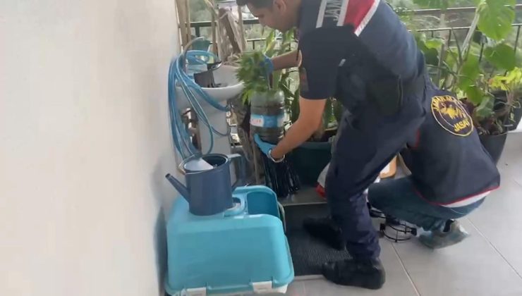 Jandarmadan zehir tacirlerine darbe! 5 ilde 'uyuşturucu' operasyonu: 341 gözaltı
