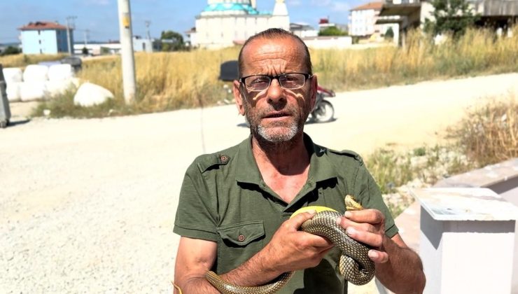 Sakarya’da yılan görünce tek bir isim akıllara geliyor! Çıplak elleriyle yakalayıp doğaya bırakıyor
