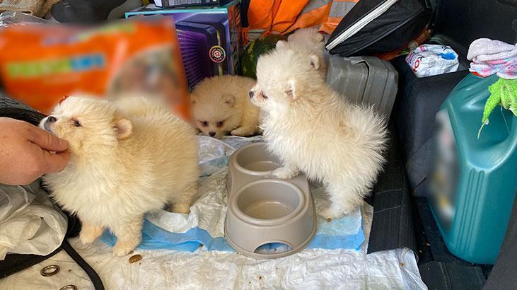 Sınırda 'Pomeranian' cinsi köpek yavruları ele geçirildi