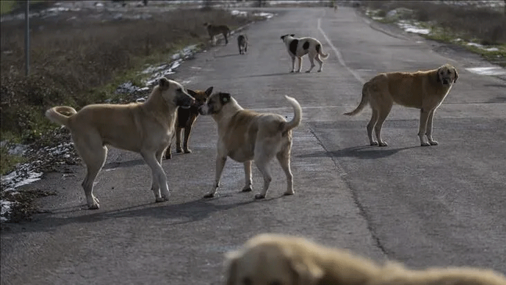 Son dakika… Sahipsiz köpek saldırıları sonrası 3 belediye başkanı hakkında işlem