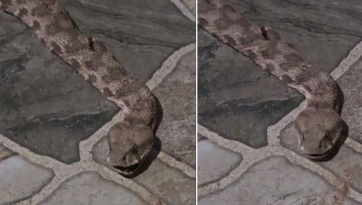 Yer: Şırnak! Çay keyfi kabusa döndü: Dev yılan paniği
