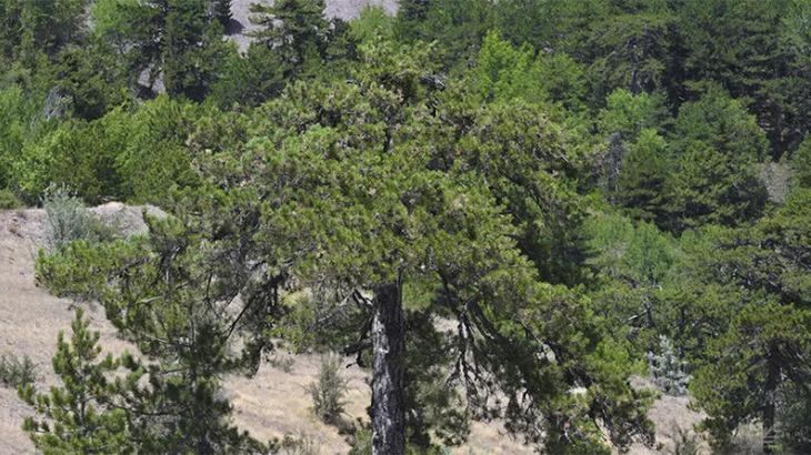 Ankara’da ormanlara giriş yasağı uzatıldı