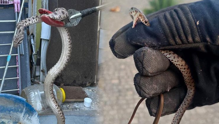 Bir kenti yılanlar sardı! Evlere kadar girmeye başladılar: ‘Bir günde 10 vaka geliyor’