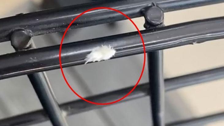 ‘Dikenli dantel böceği’ kamerada! Bursa'da görüntülendi