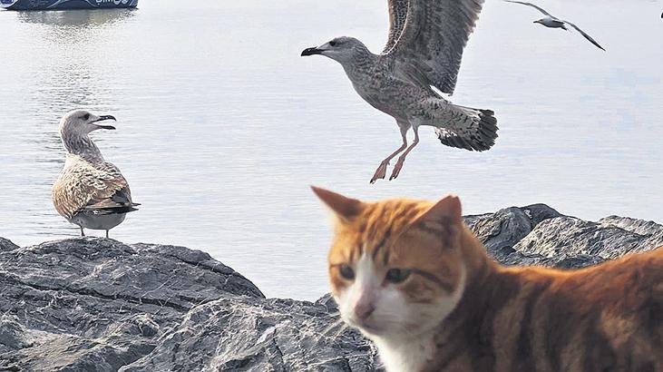 İstanbul’un martıları miyavlıyor! Kedi mamasıyla daha güçlüler