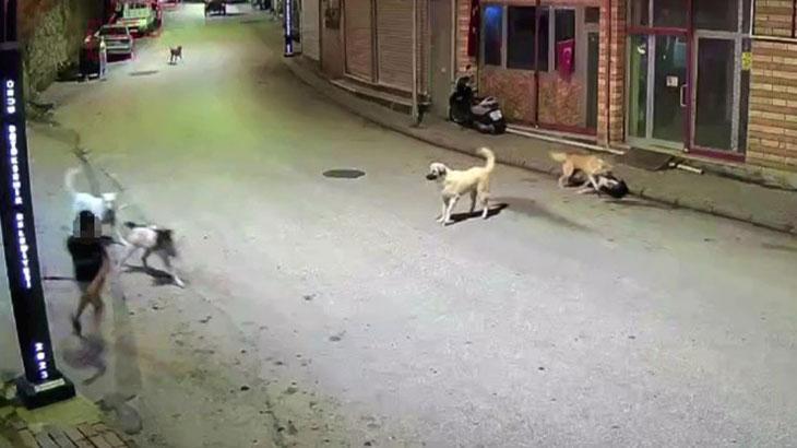 Ordu’da küçük çocuk sokak köpeklerinin saldırısına uğradı