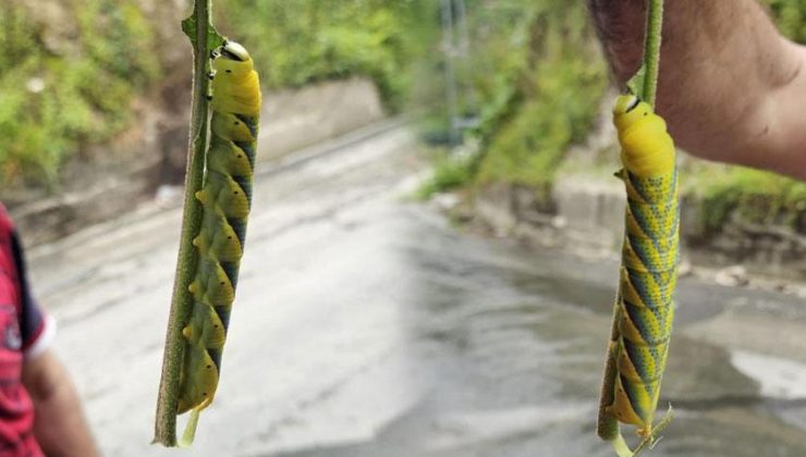 Rize’de ortaya çıkan dev tırtıl panik yarattı! Uzunluğunu gören şoke oldu