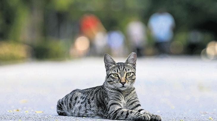 Diyarbakır’da ‘kuduz’ alarmı! Kedi ısırdı entübe edildi