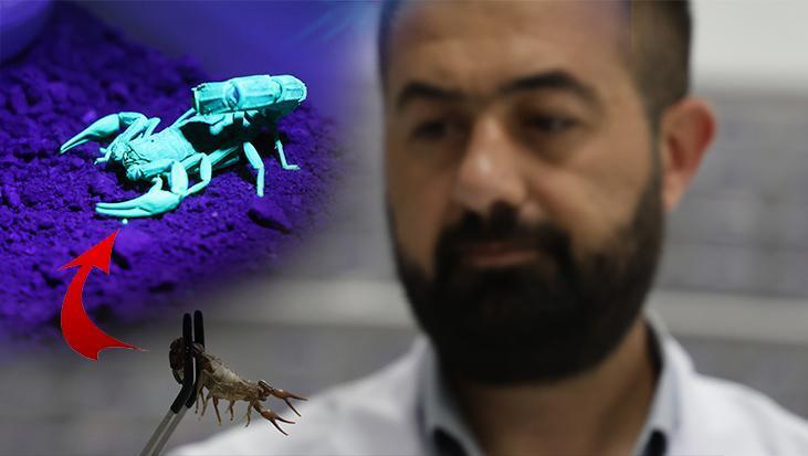 Elazığ’da kuruldu, 5 bin akrep tek bir amaç için yetiştiriliyor!