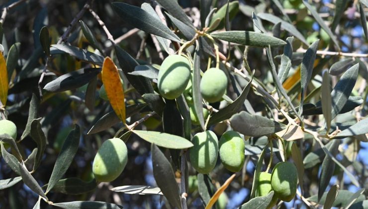 Bursa’da 1500 yıllık zeytin ağacı görenleri hayran bıraktı! Asırlara meydan okuyan ‘canlı tarih’