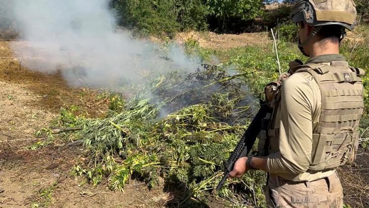 Diyarbakır’da 217 bin 608 kök kenevir ve skunk ele geçirildi