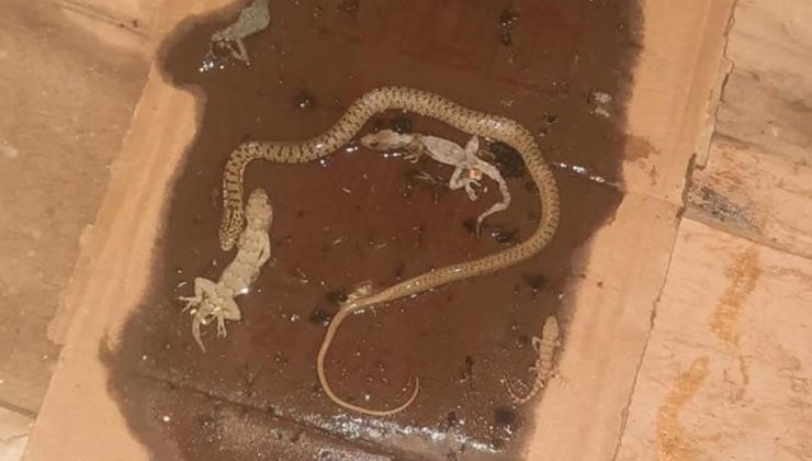 Fare yakalamak için tuzak kurdu! Gördüğü manzara karşısında hayrete düştü
