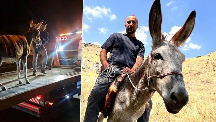 Kadife’nin başına gelenler sosyal medyayı salladı: Bir daha böyle bir eşek bulamayız