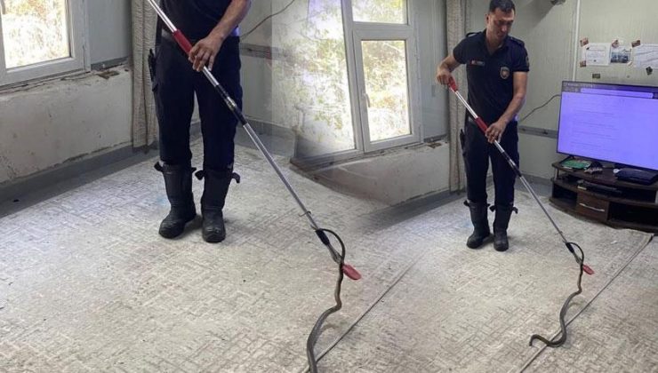 Şoke eden anlar! Metrelerce uzunluktaki yılan eve girdi