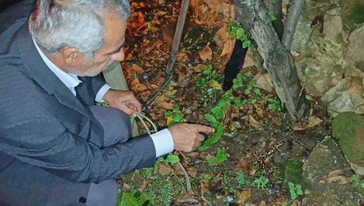 Bitlis’te bir evin bahçesinde ortaya çıktılar! Peş peşe 3 tane görüldü