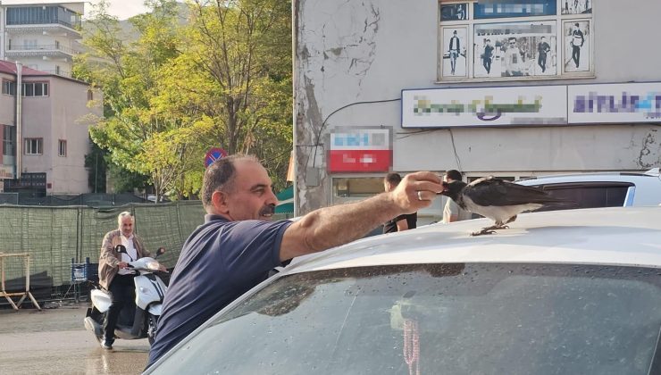 Bitlis’te gülümseten dostluk! Hasta halde bulduğu karga, 40 yıllık kasabın dükkanını mesken tuttu