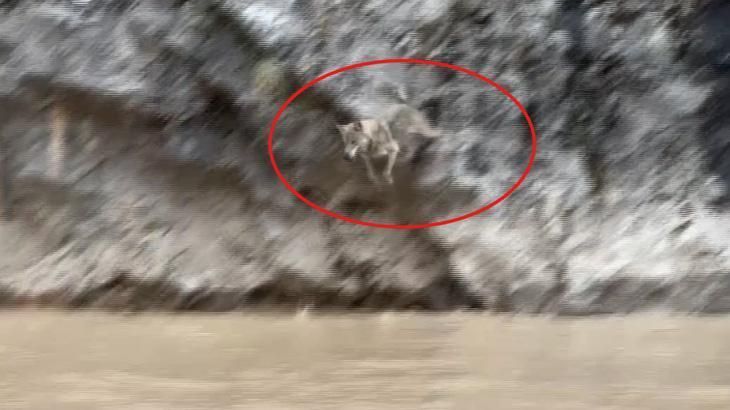 Görüntüler Türkiye’den! Vahşi doğa belgesellerini aratmadı: İşte kurtlarla yaban keçilerinin amansız mücadelesi