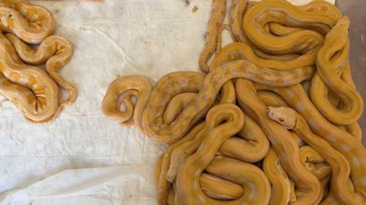 Kapıkule’de ortaya çıktı! Tam 67 canlı piton… Cezası ağır oldu