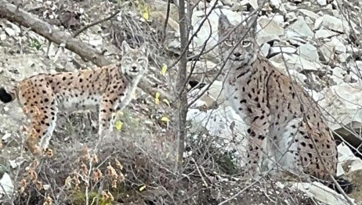 Kayalıkların arasında ortaya çıktı! Erzurum’da büyük sürprizi