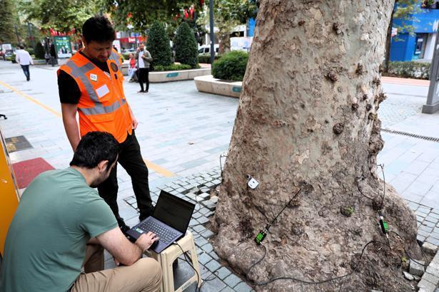 Kocaeli’de 600 anıt ağaç için özel inceleme! Dışarıdan görünmeyen hasarlar akustik tomografiyle tespit edilecek