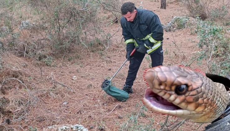 Merdiven altından çıktı! 2 metrelik yılan paniği
